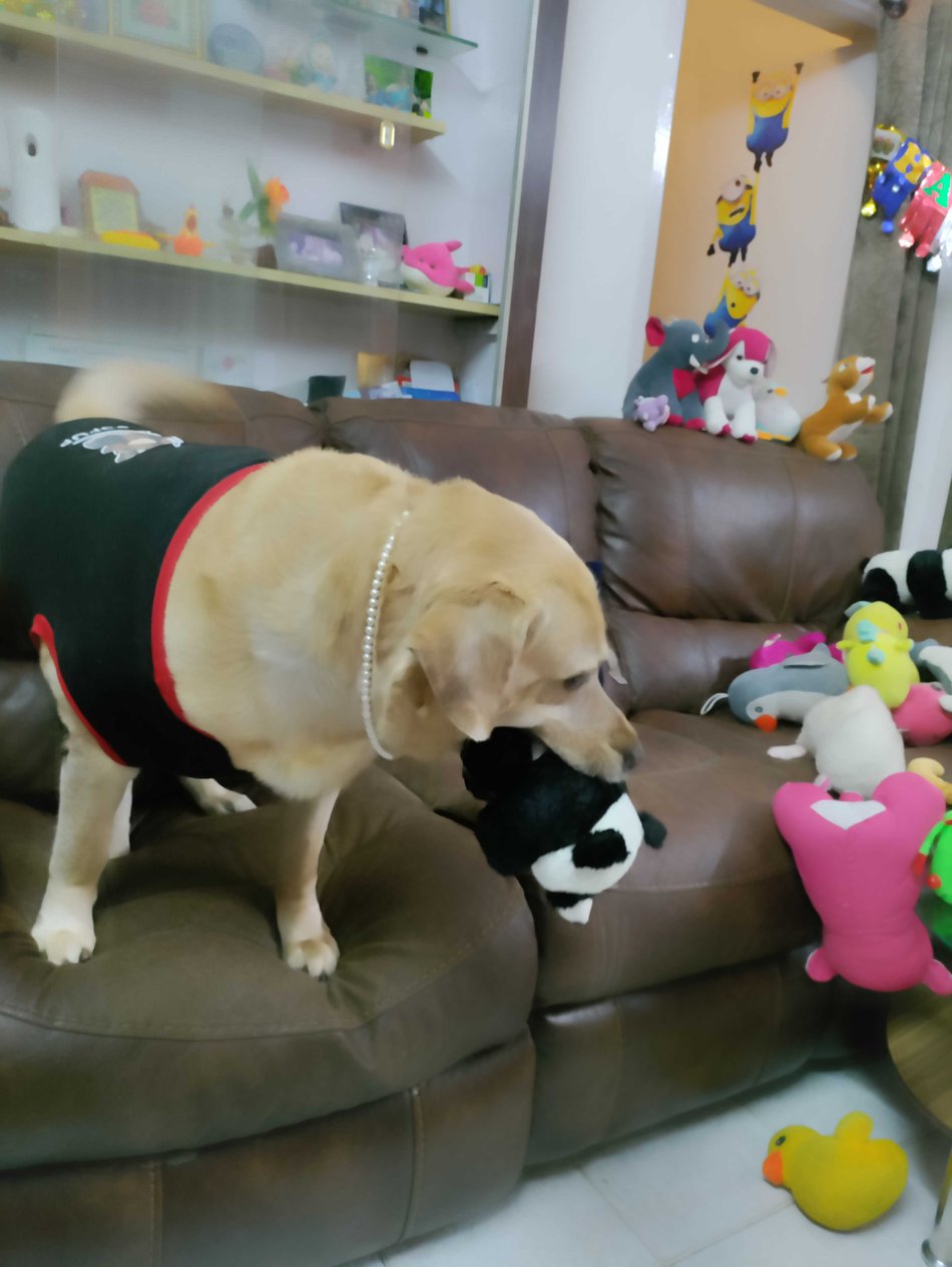 Labrador Retriever Dogs For  Mating In Chennai