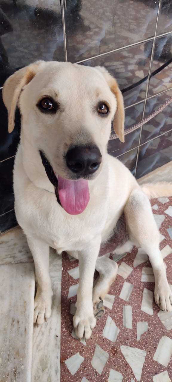 Labrador Retriever Dogs For Mating In Jaipur
