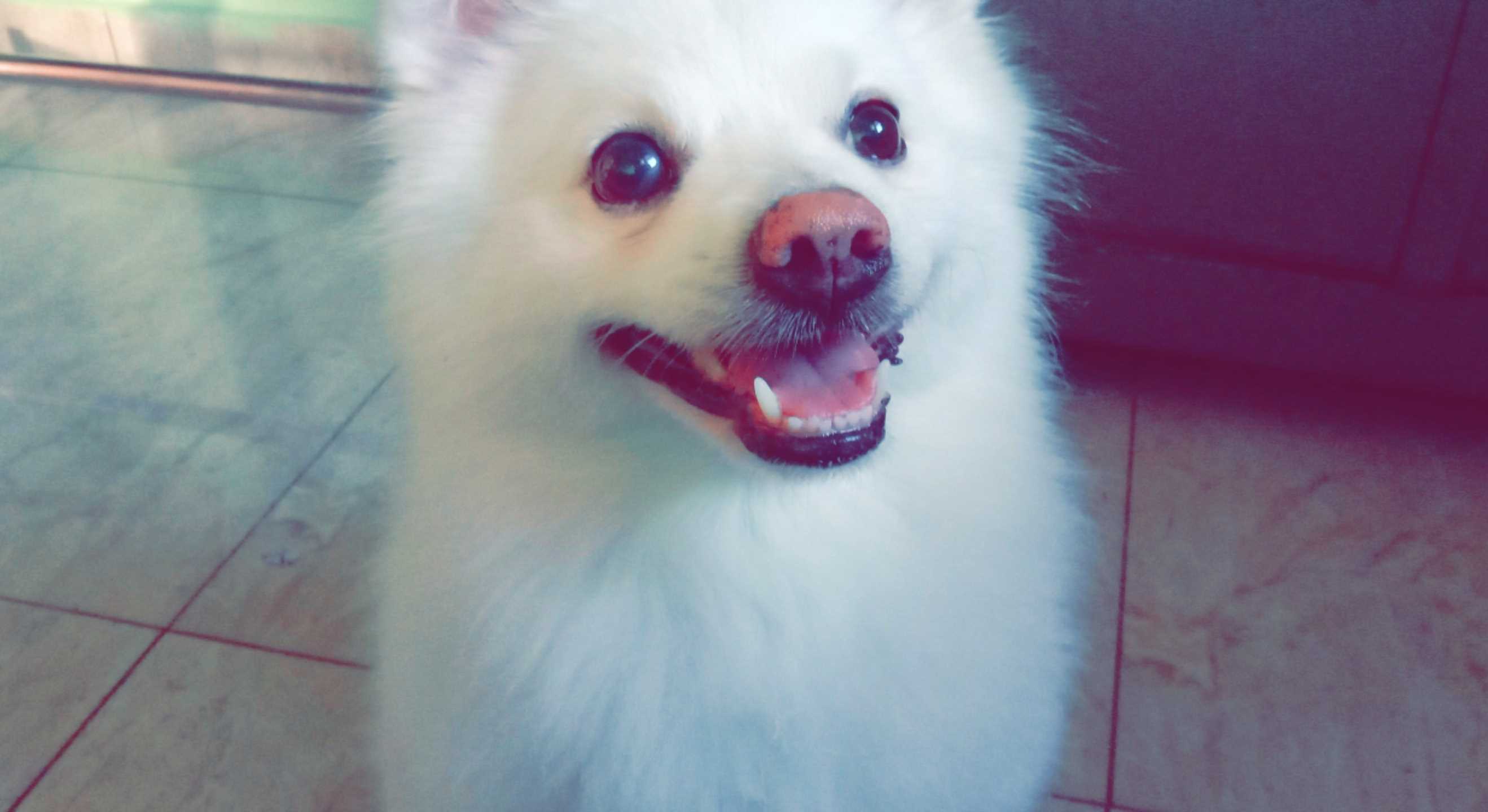 Indian Spitz Dogs For Mating In Pondicherry