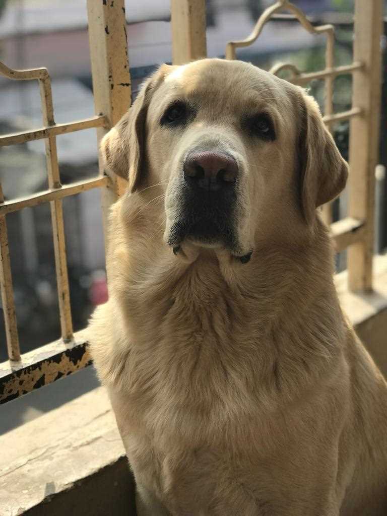 Labrador Retriever Dogs For Mating In Bhilai Nagar