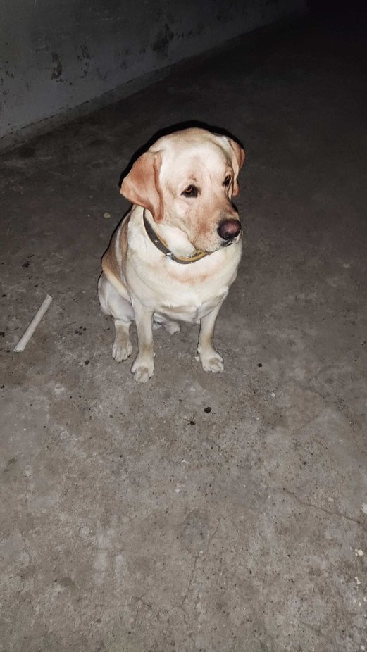 Labrador Retriever Dogs For Mating In Kollam