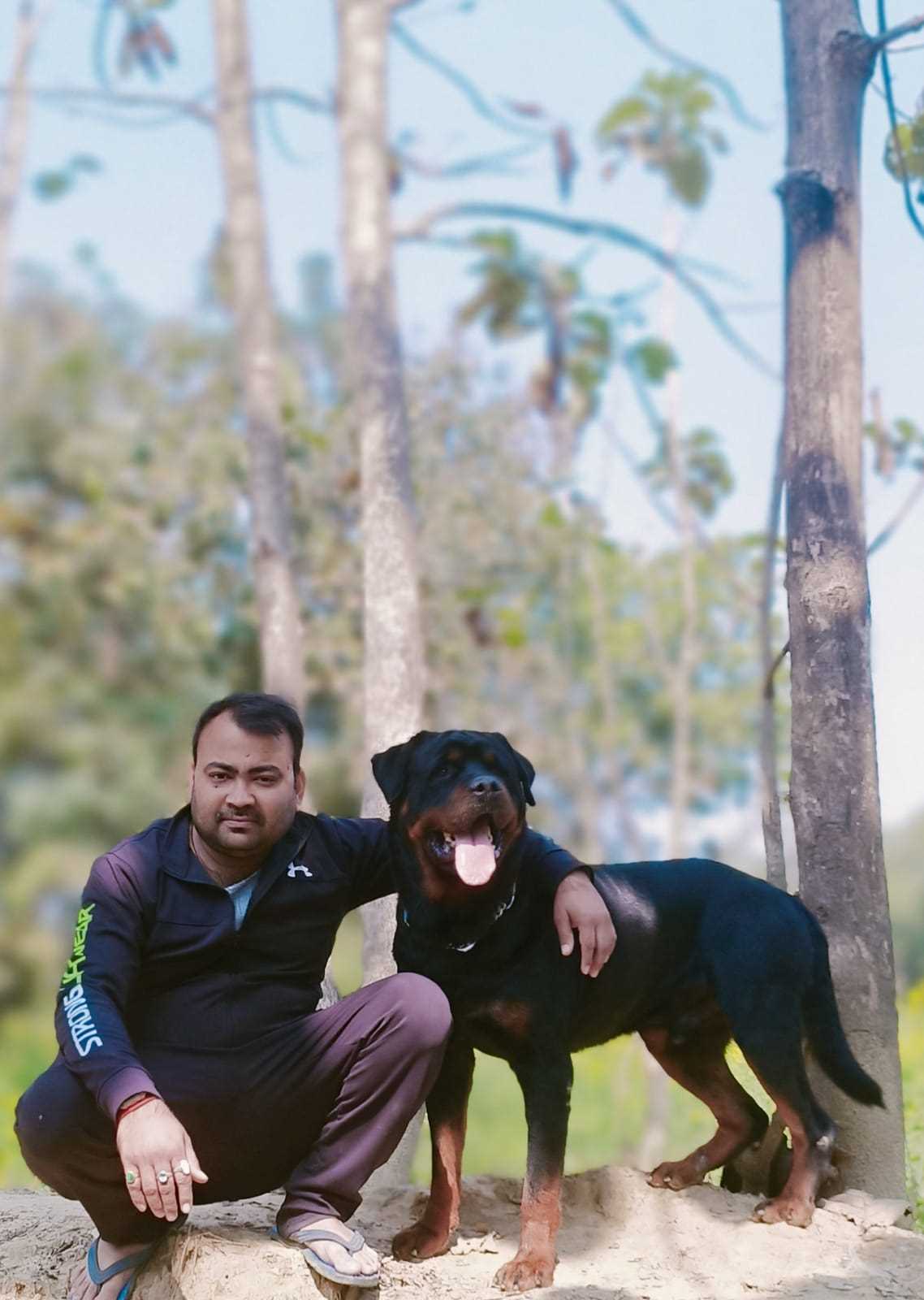 Rottweiler Dogs For Mating In Madurai