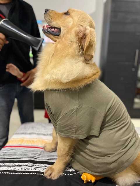 Golden Retriever Dogs For Mating In Bangalore