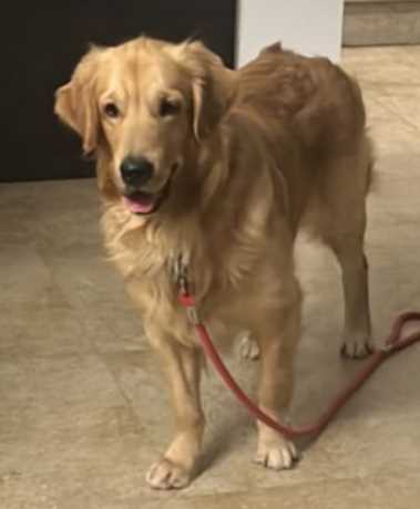 Golden Retriever Dogs For Mating In Vijayawada