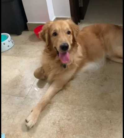 Golden Retriever Dogs For Mating In Vijayawada