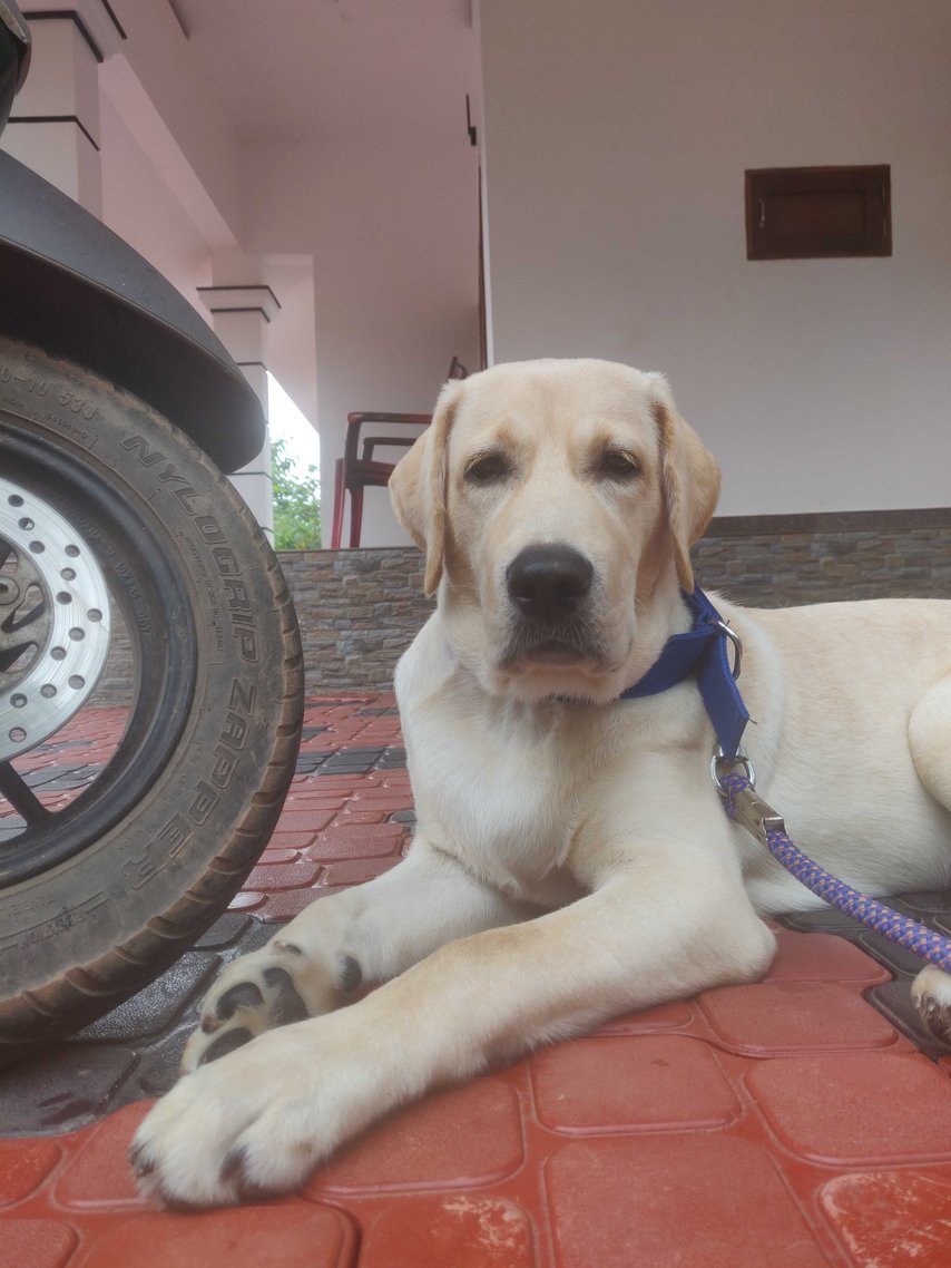 Labrador Retriever Dogs For Mating In Kannur