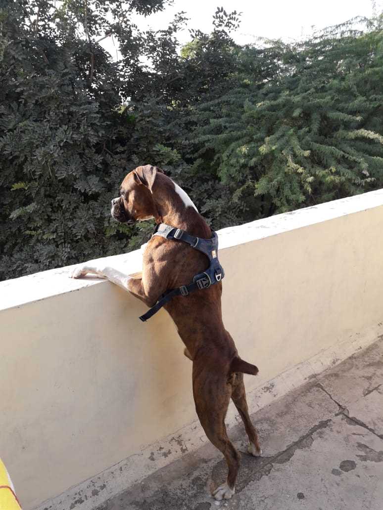 Boxer Dogs For Mating In Delhi