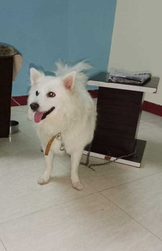 Indian Spitz Dogs For Mating In Bhilai Nagar