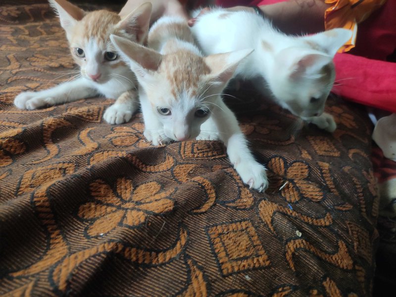 Kittens and Cats for Adoption Bhopal | Mr n Mrs Pet