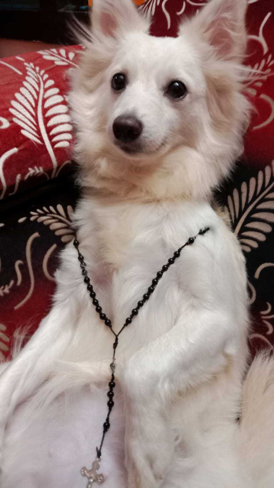 Pomeranian Dogs For Mating In Sambalpur