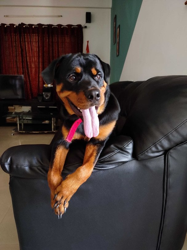 Rottweiler Dogs For Mating In Madurai