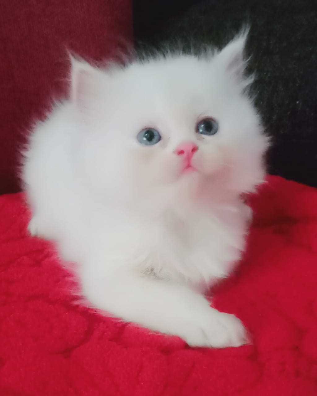 Persian cat sales female price