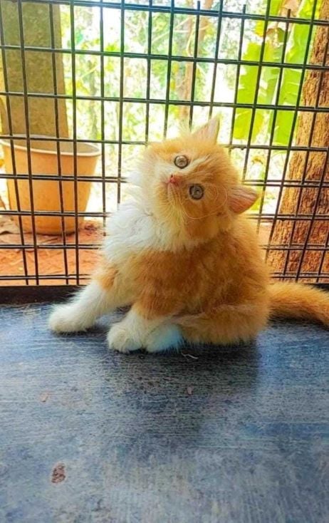 Persian For Sale In Surat
