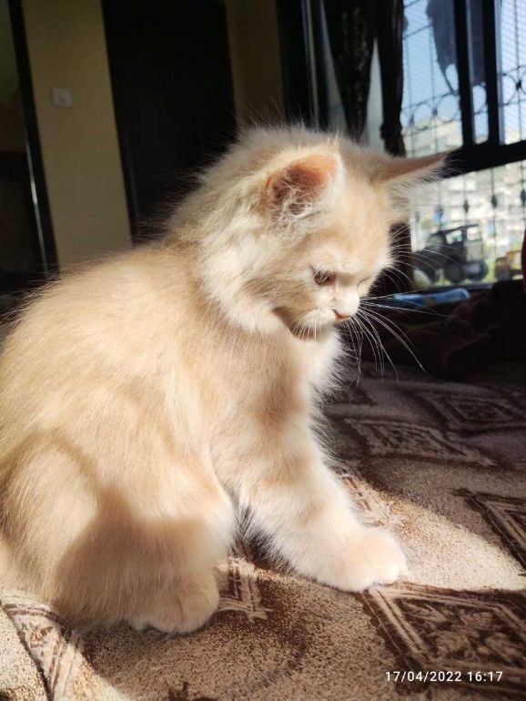 Persian For Sale In Nasik