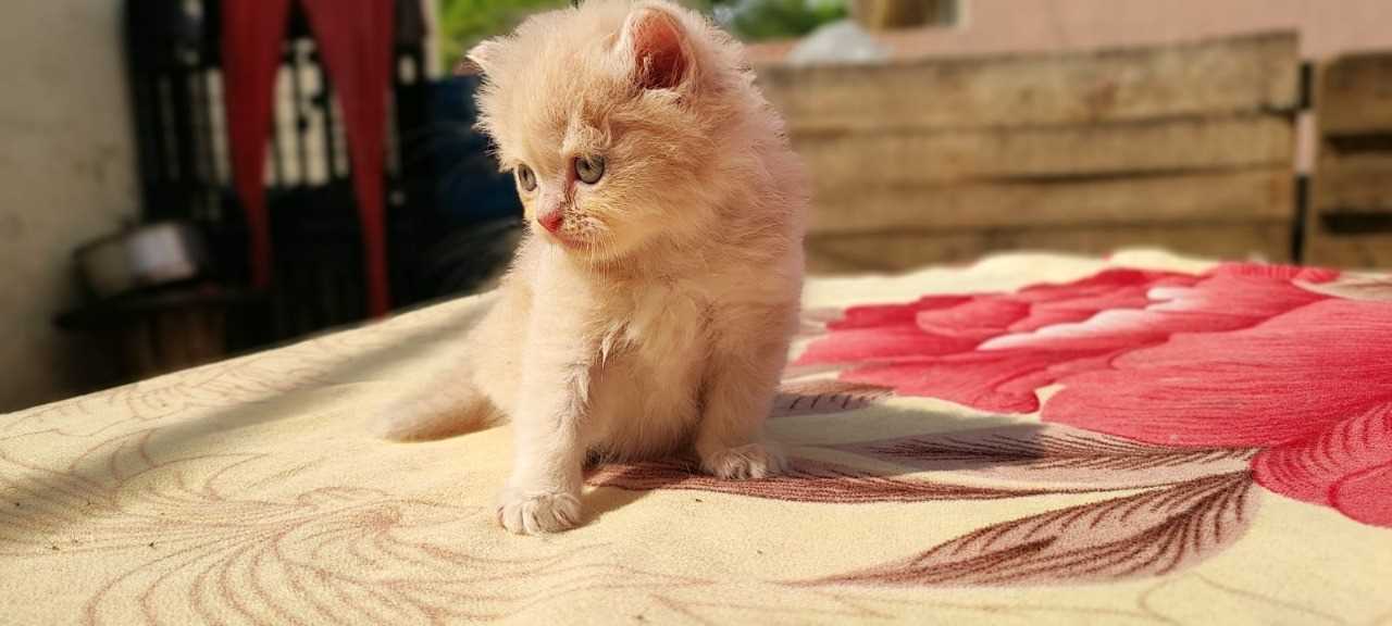 Find Purebred Kittens & Cats for sale in Jammu