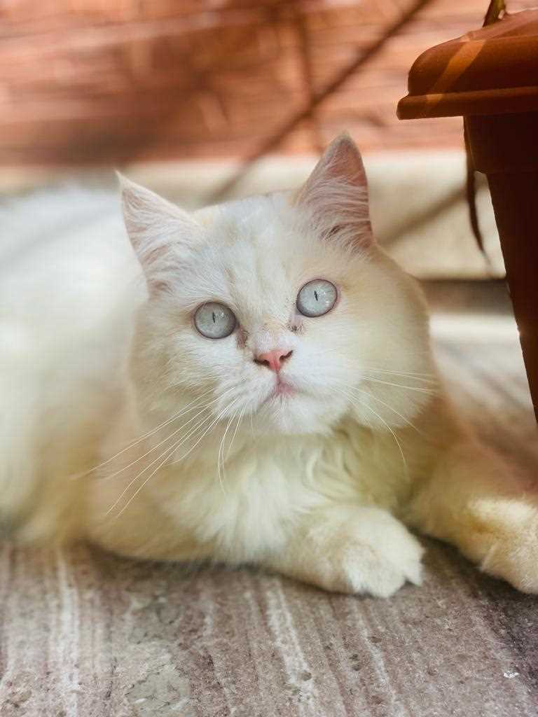 Mr n Mrs Pet