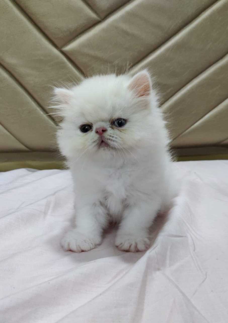 Find Purebred Persian Kittens for sale in Vijayawada | Mr n Mrs Pet