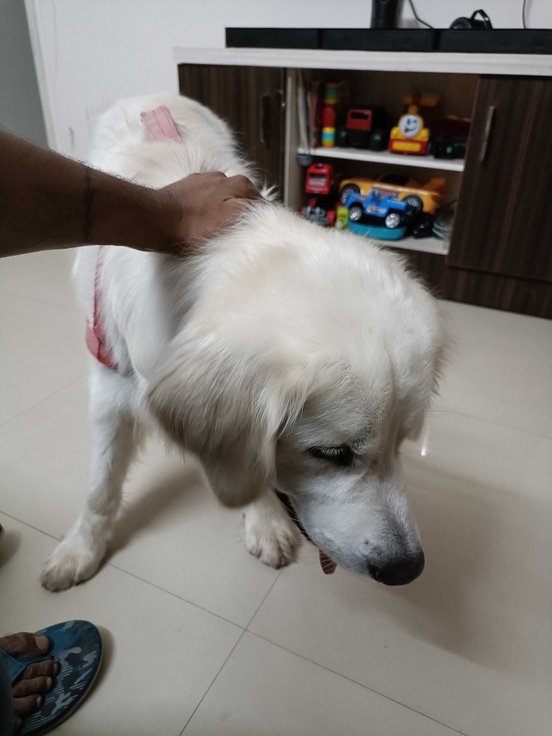 Golden Retriever Dogs For Mating In Bangalore