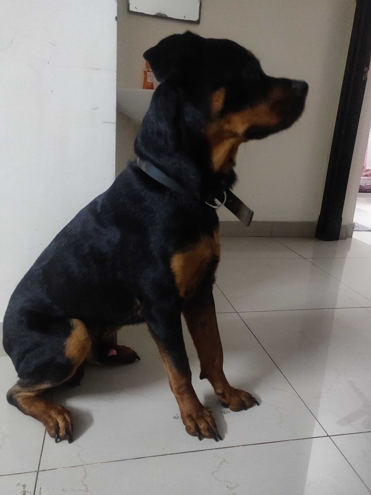 Rottweiler Dogs For Mating In Madurai