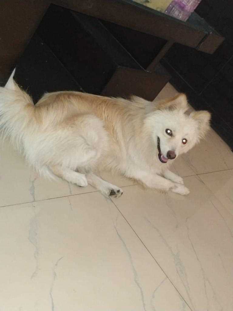Indian Spitz Dogs For Mating In Hoshiarpur