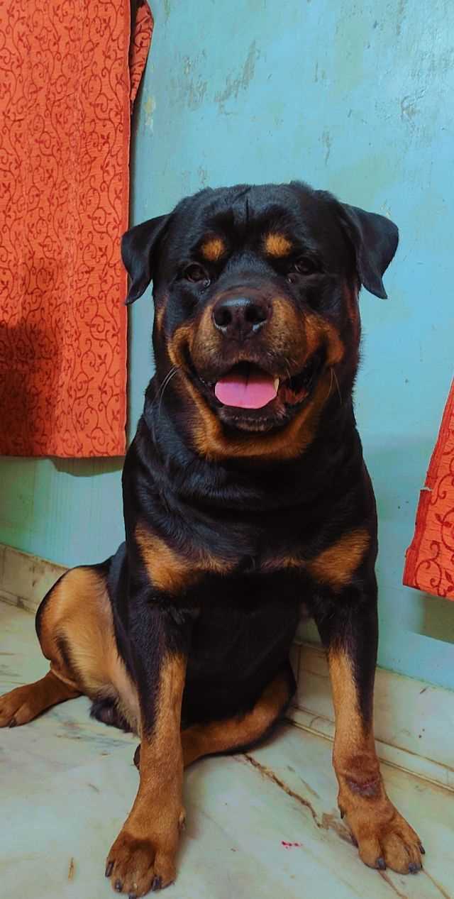 Rottweiler Dogs For Mating In Madurai