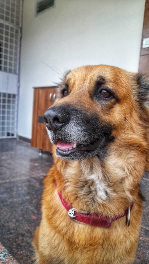 German Shepherd Dogs For  Mating In Hyderabad