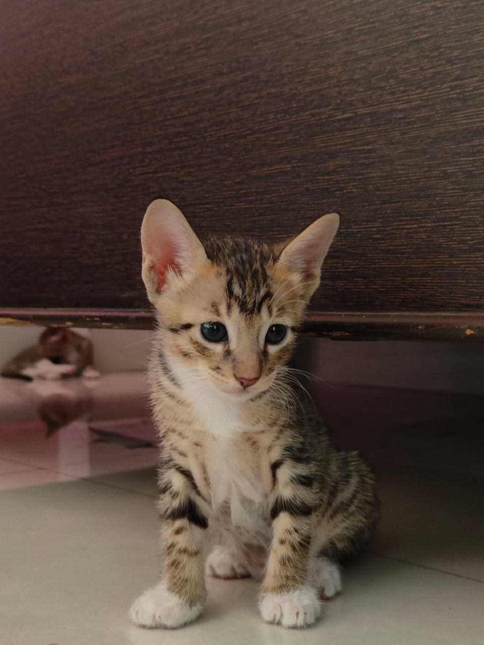 Indian Breed For Adoption In Nagpur
