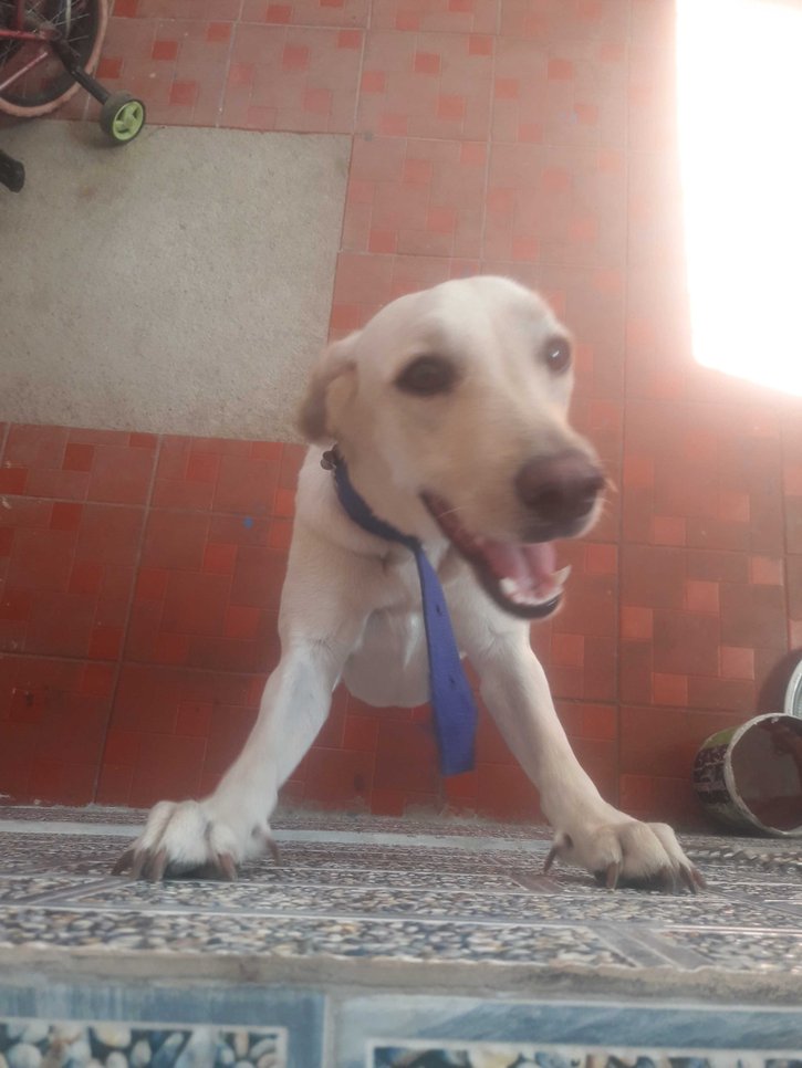 Labrador Retriever Dogs For Mating In Gangtok