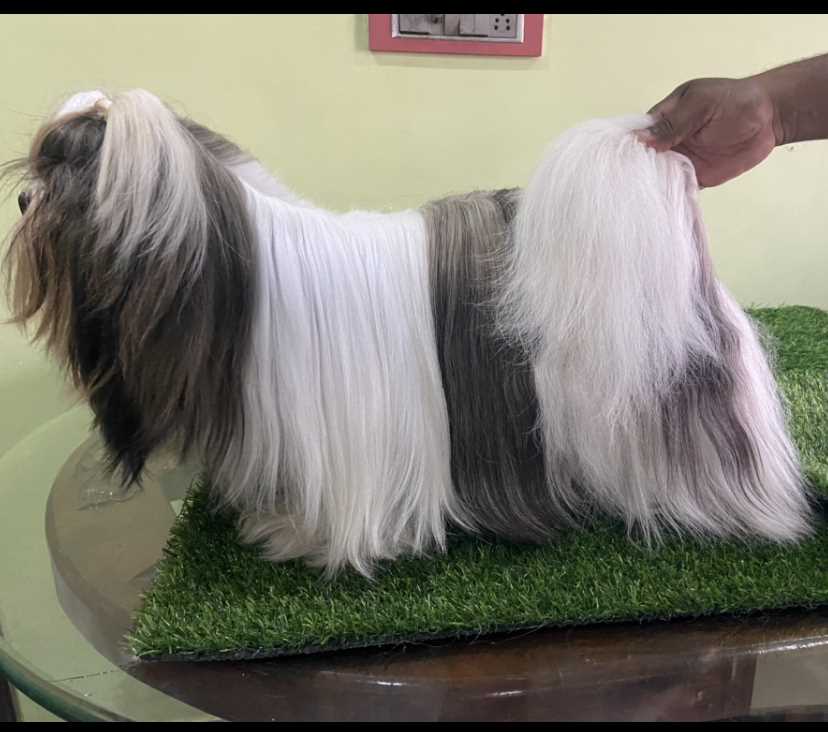 Shih Tzu Dogs For Mating In Chandigarh
