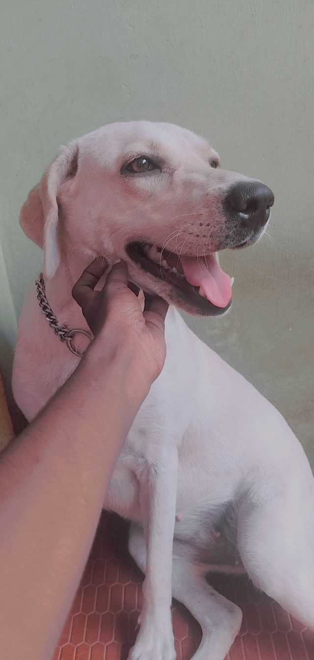 Labrador Retriever Dogs For Mating In Gangtok