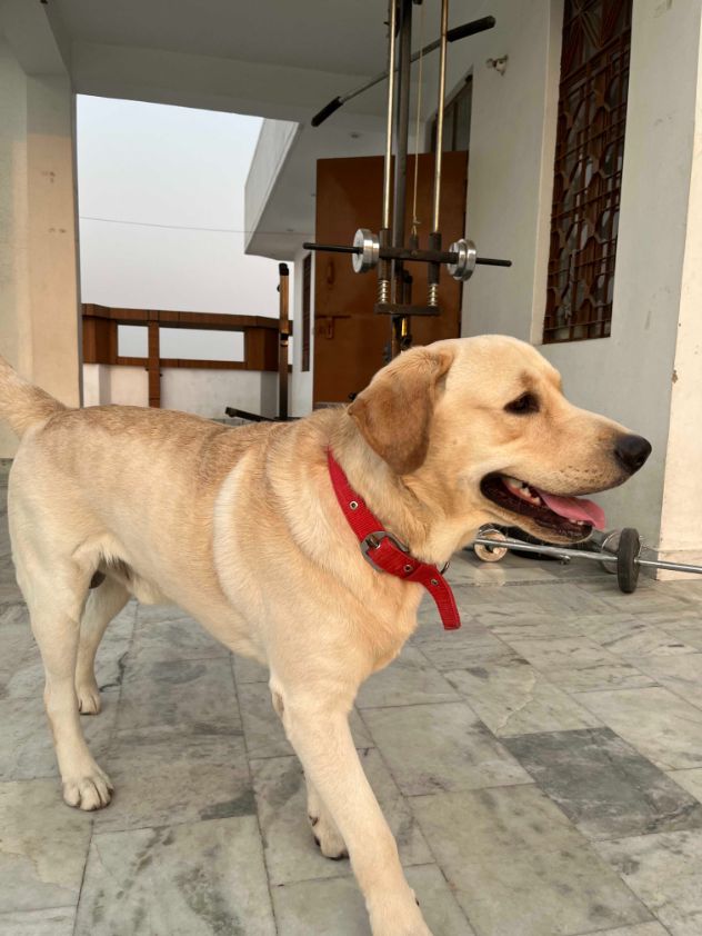 Labrador Retriever Dogs For Mating In Bhilai Nagar