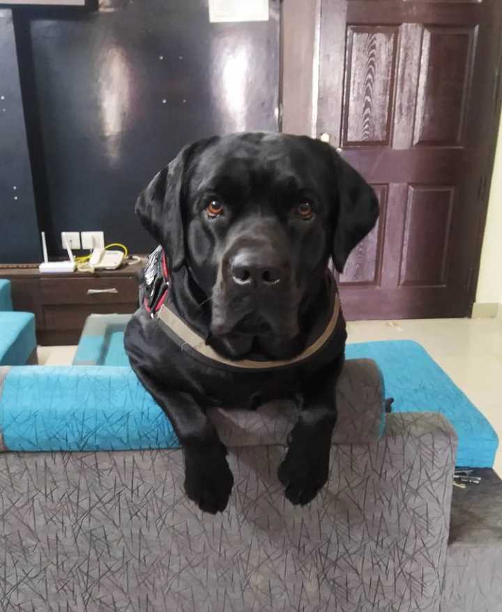 Labrador Retriever Dogs For Mating In Delhi
