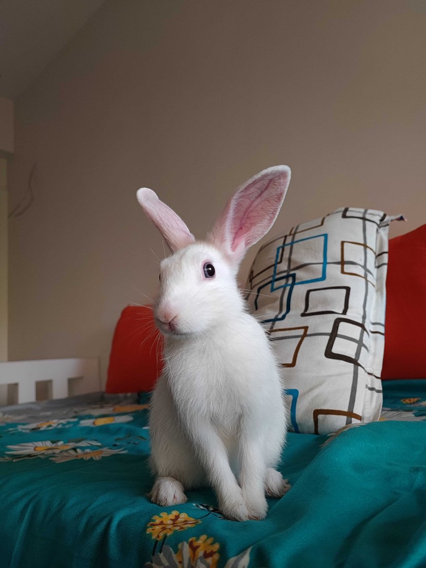 Rabbits For Adoption In Mumbai