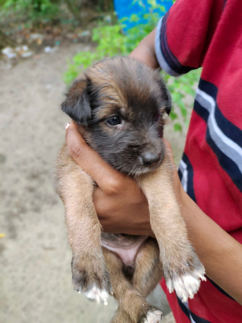 Puppies and Dogs for Adoption in Thrissur | Mr n Mrs Pet