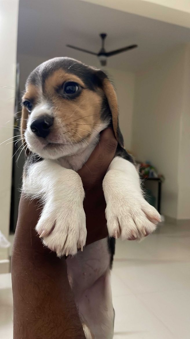 Beagle For Sale In Delhi