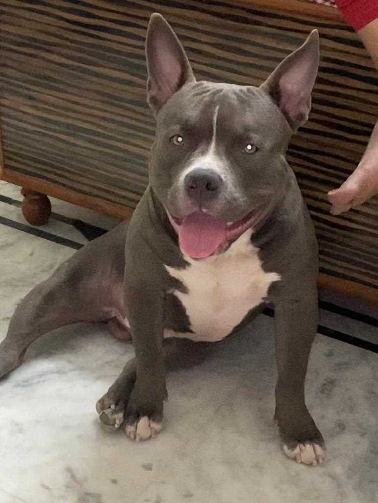 American Bully Dogs For Mating In Pune