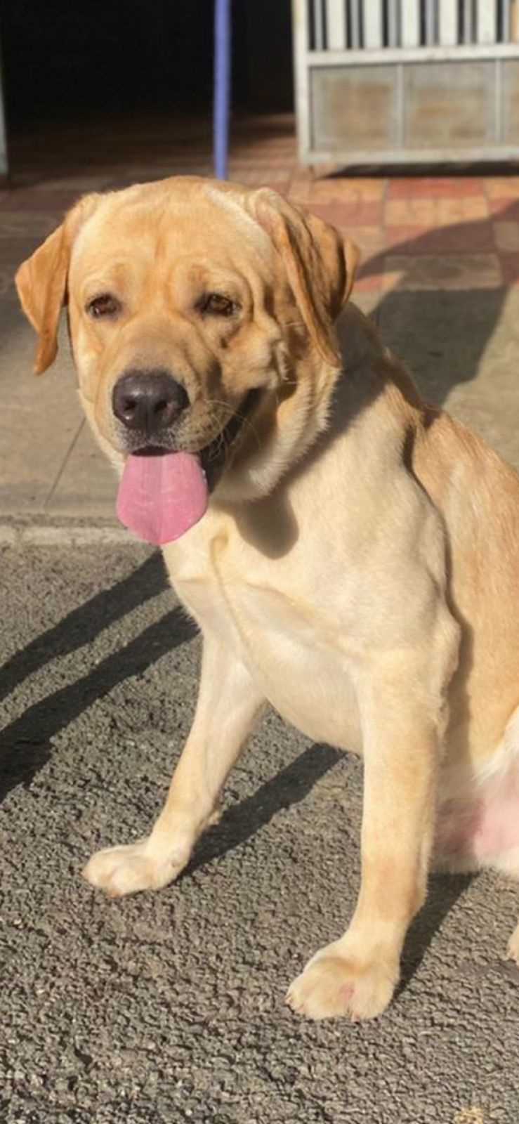Labrador Retriever Dogs For Mating In Bangalore