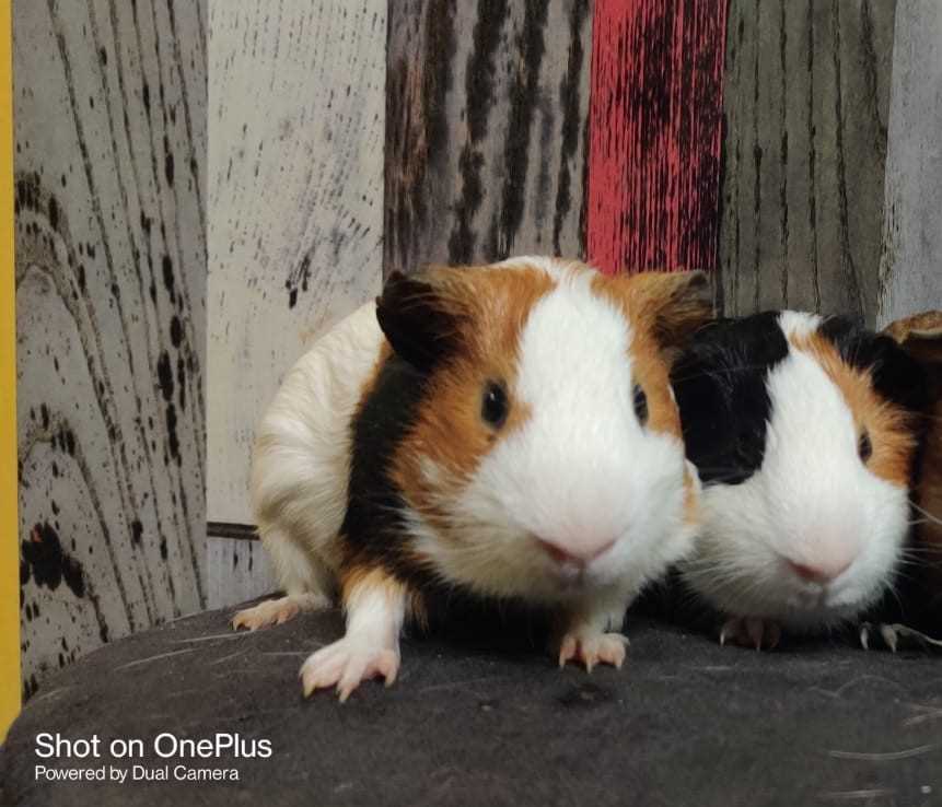 Guinea Pigs For Adoption In Jaipur