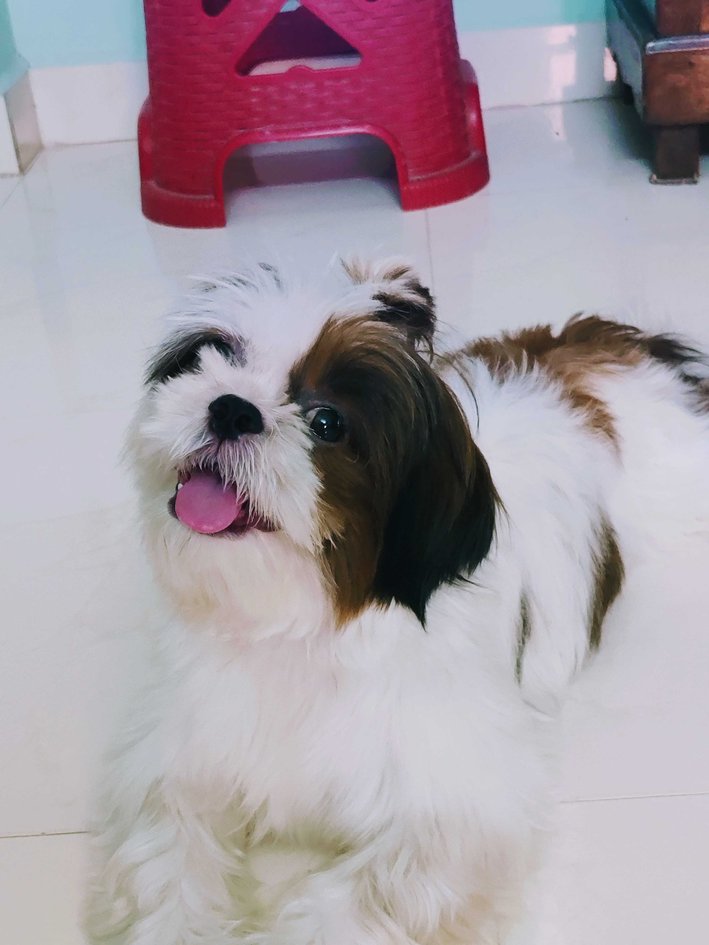 Shih Tzu Dogs For Mating In Chennai