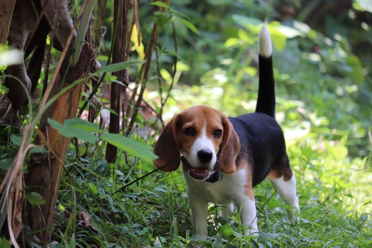 Beagle Dogs For Mating In Kochi