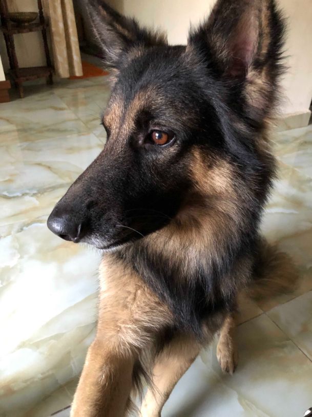 German Shepherd Dogs For Mating In Sikar