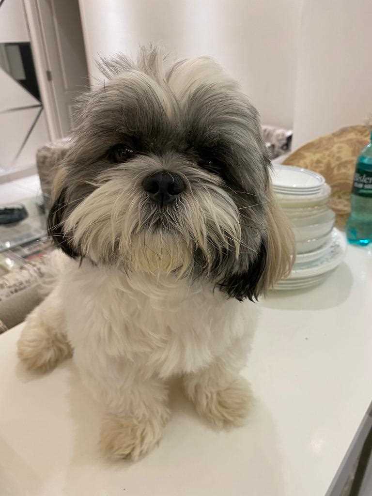 Shih Tzu Dogs For Mating In Pune