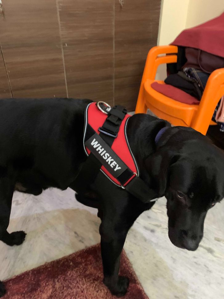 Labrador Retriever Dogs For Mating In Eluru