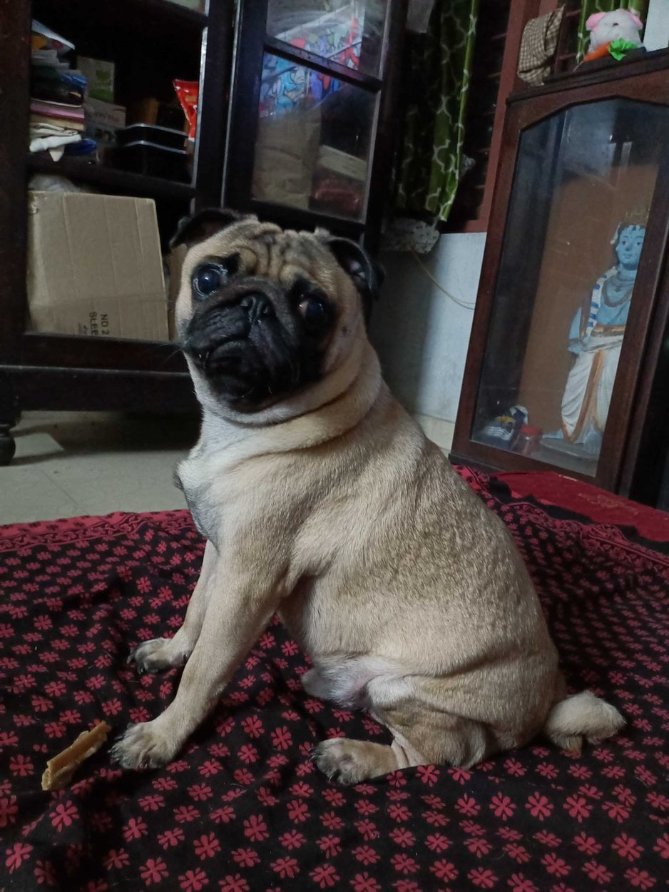 Pug Dogs For Mating In Mysore