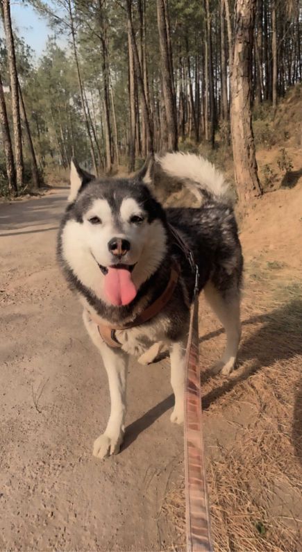 Siberian Husky Dogs For Mating In Lucknow