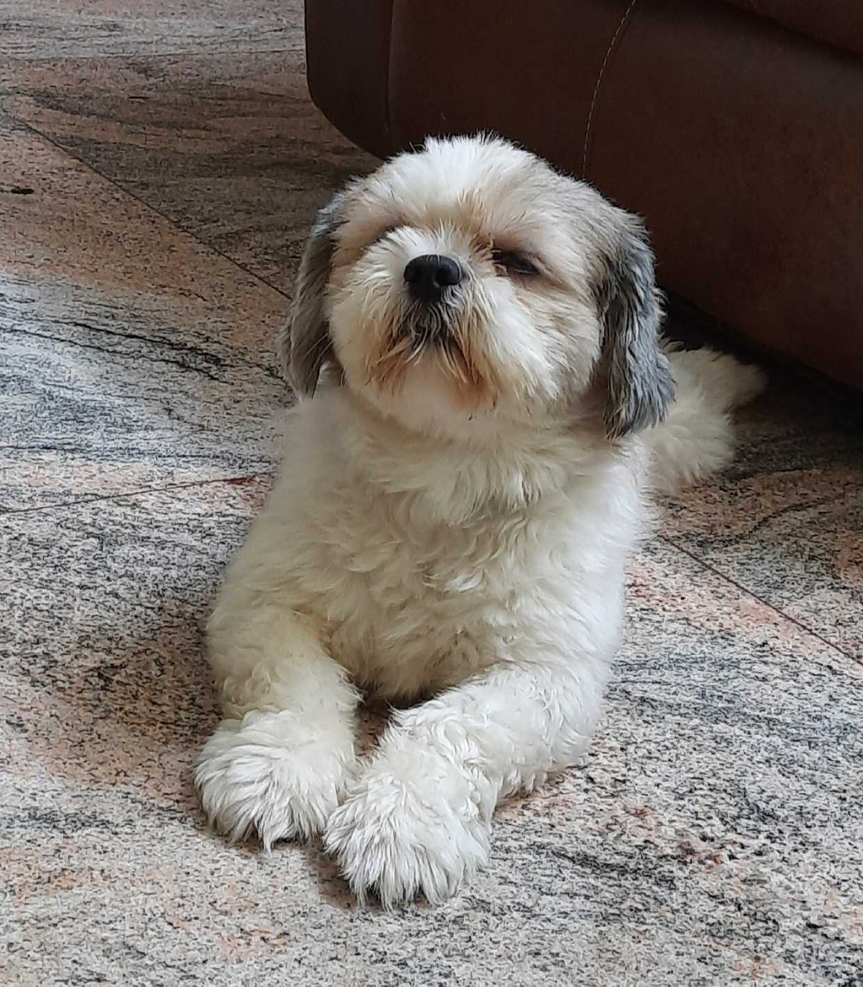 Shih Tzu Dogs For Mating In Pune