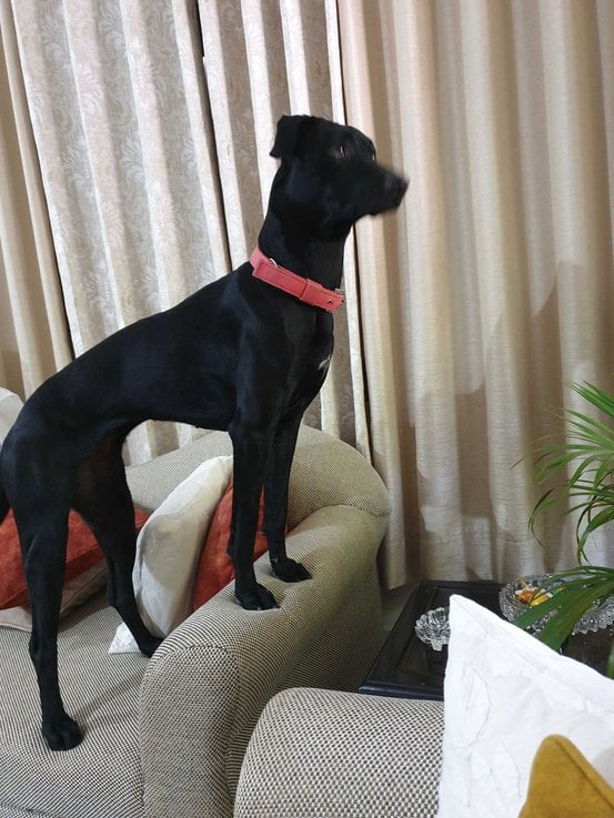 Indian Breed For Adoption In Agra