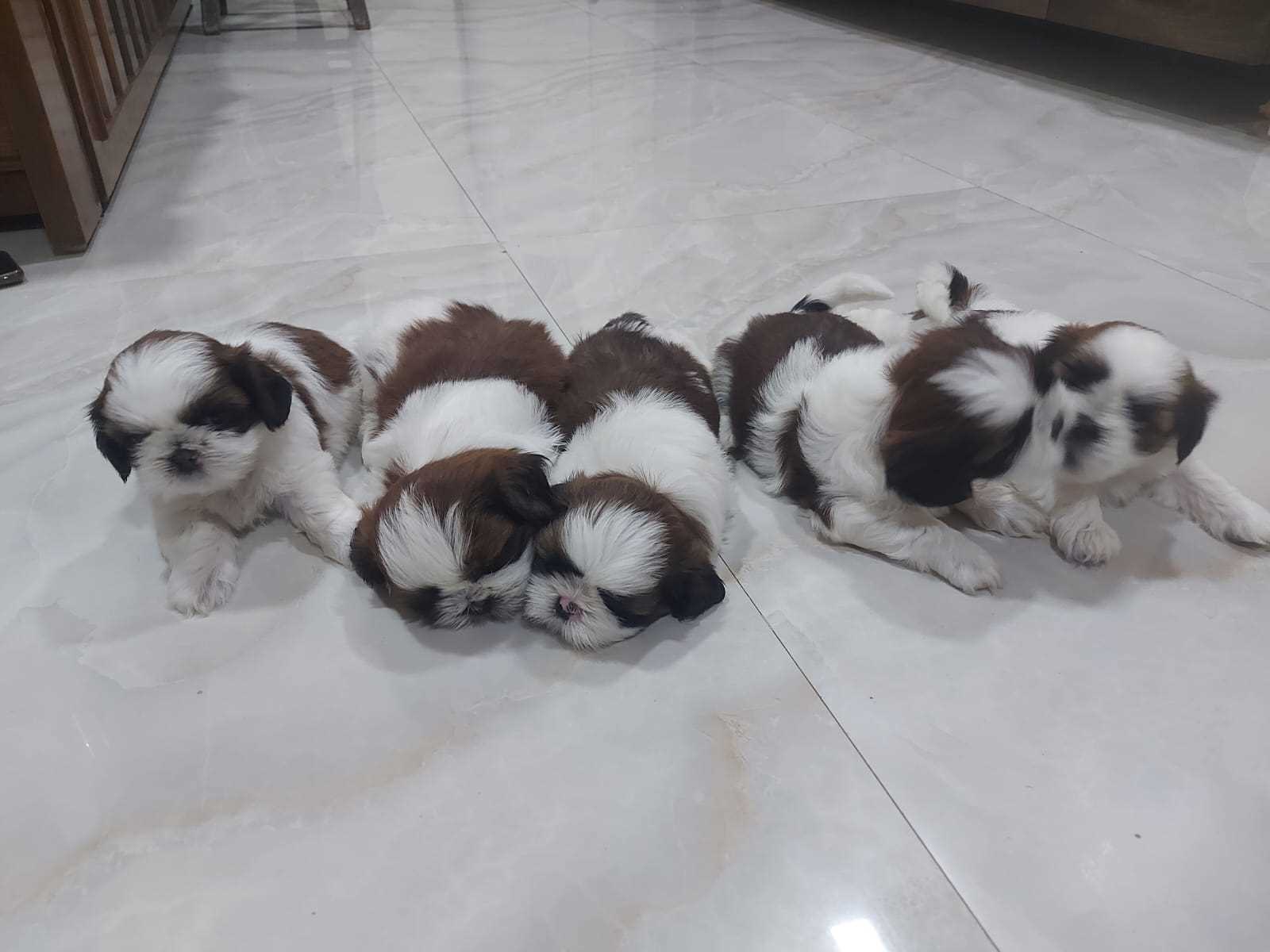 Black shih tzu sales price