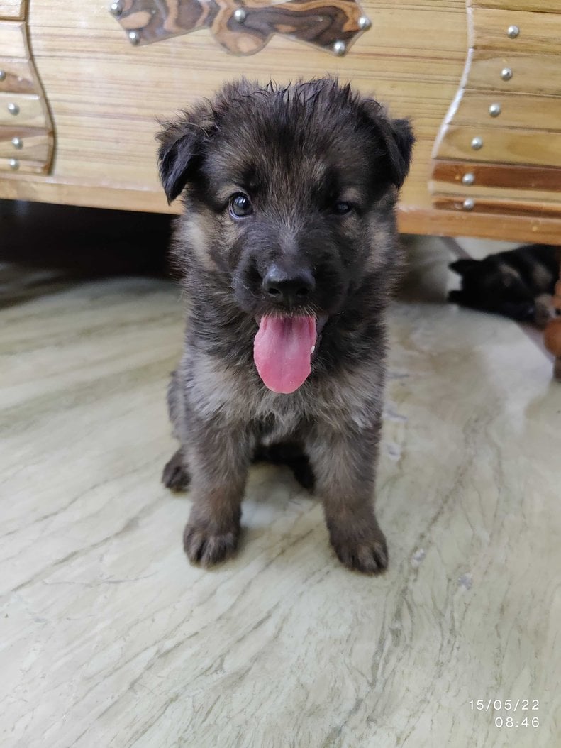 German Shepherd For Sale In Jodhpur