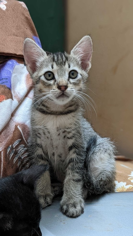 Indian Breed For Adoption In Belgaum